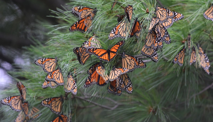 The Great Monarch Migration