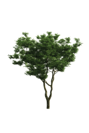 Peachleaf Willow