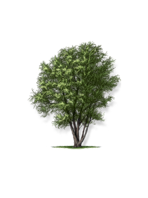 Black Willow