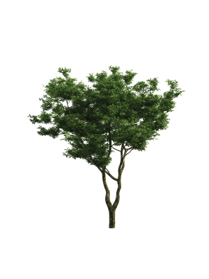 Peachleaf Willow