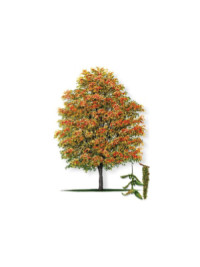 American Hornbeam