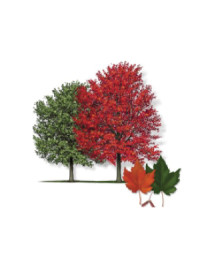 Native Red Maple