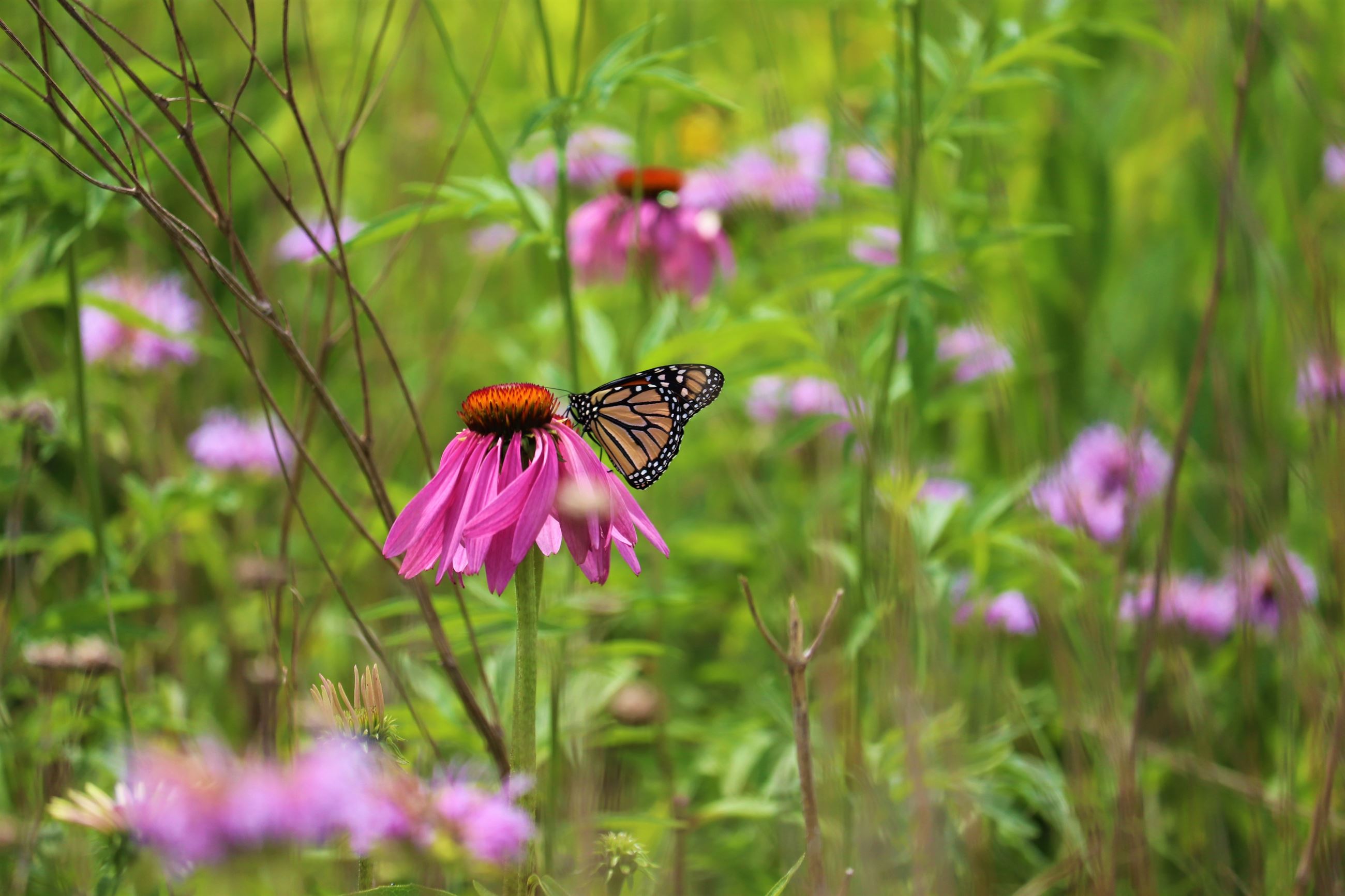 monarch on echinachea