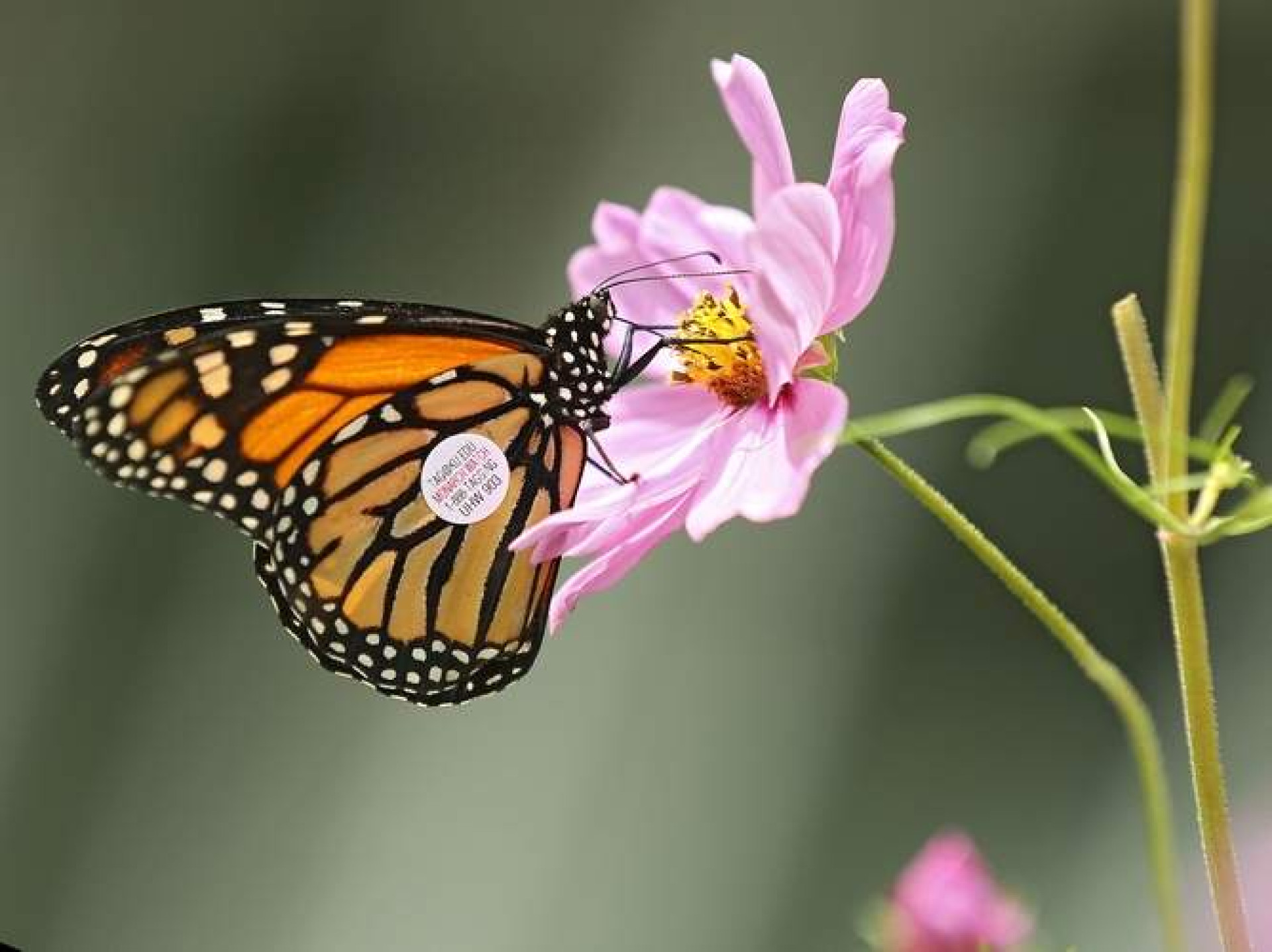 Cedar Rapids Gazette: Project: More monarch habitat on the way to Cedar Rapids