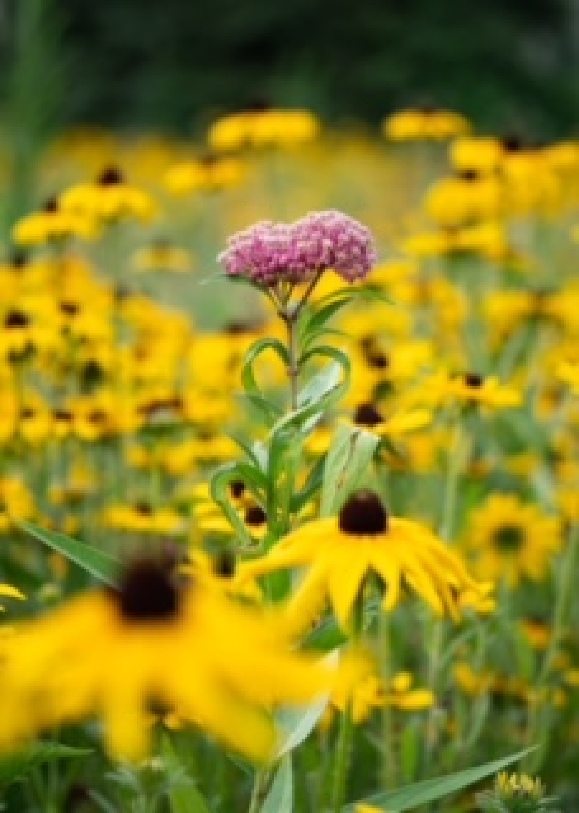 Young Prairie Becomes Dazzling Pollinator Zone