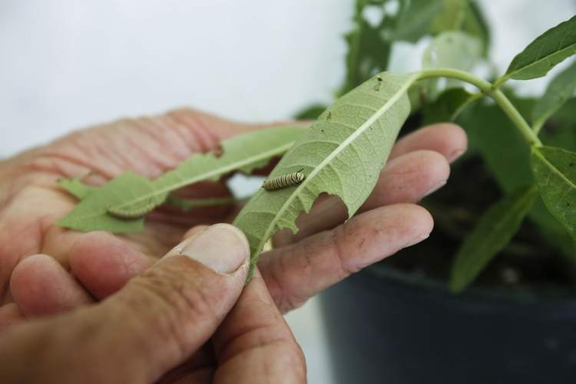 Cedar Rapids Gazette: Monarch Moonshot: Officials hope to make Linn County center of butterfly production and habitat