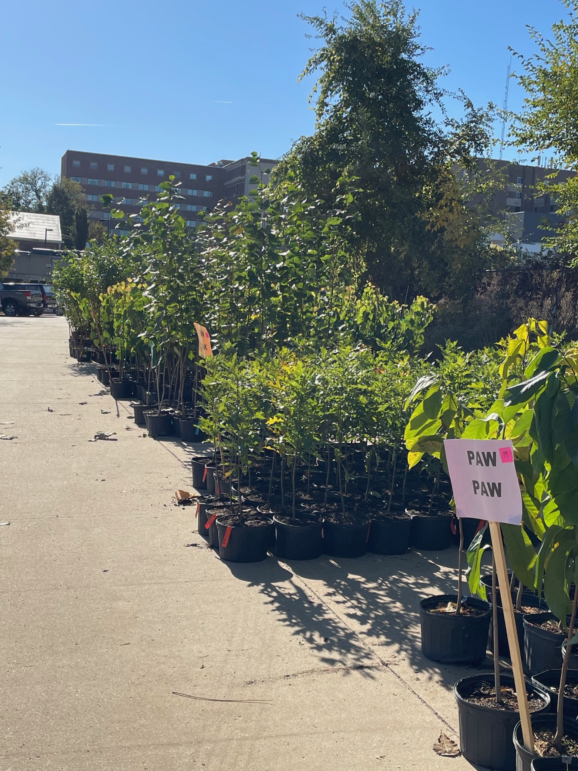QTS Advances Cedar Rapids' Tree Canopy Restoration