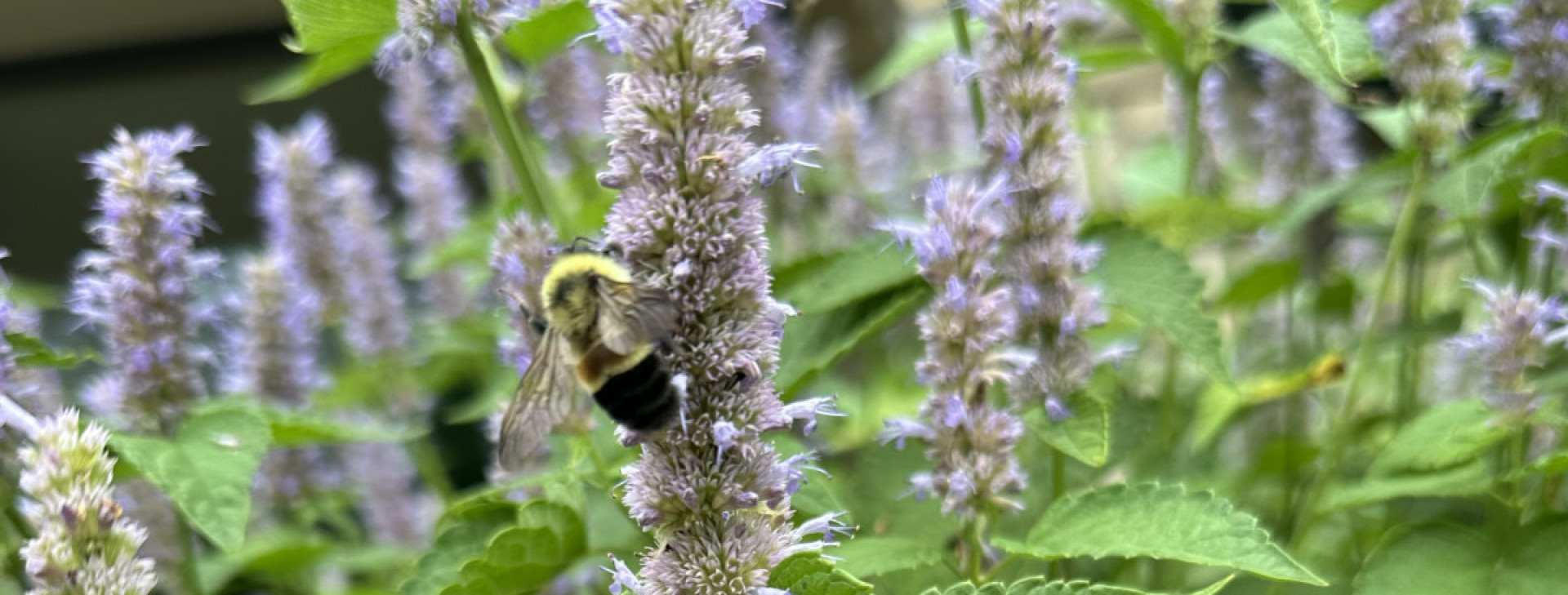 Federally Endangered Rusty Patched Bumble Bee Spotted at Monarch Research Station