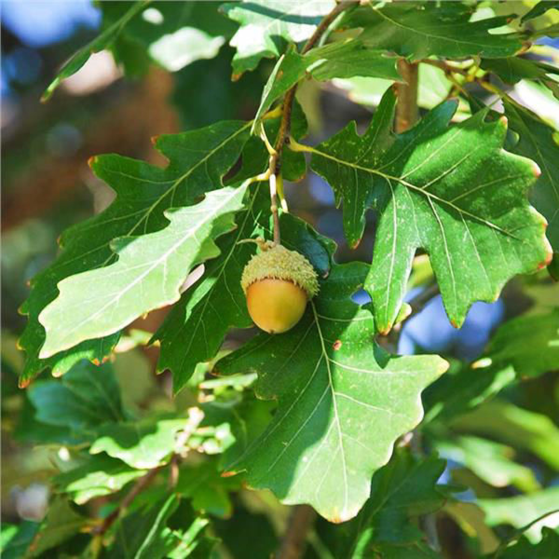 Turn acorns into oak trees