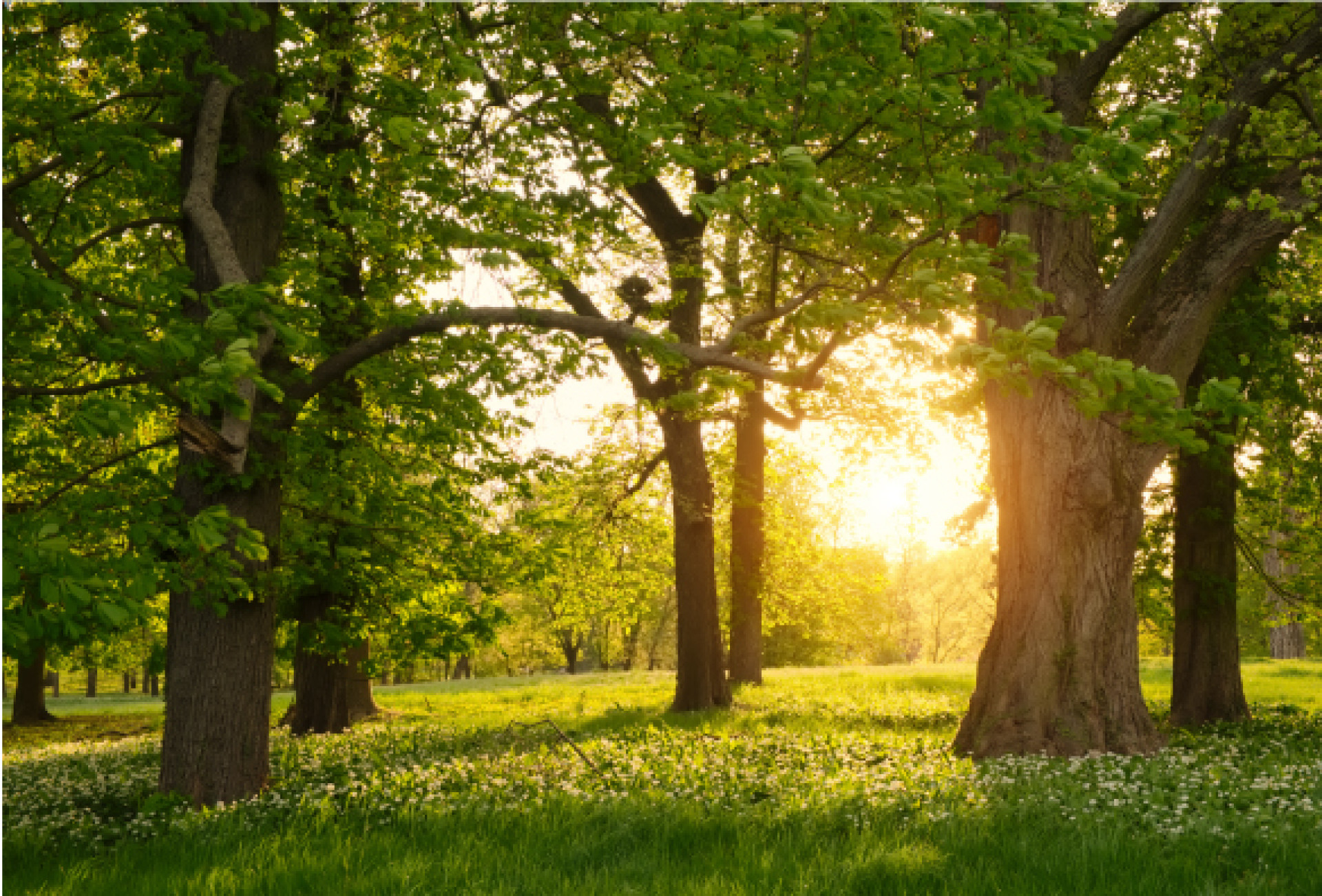 New in 2025: Woodlands Native Tree Marketplace