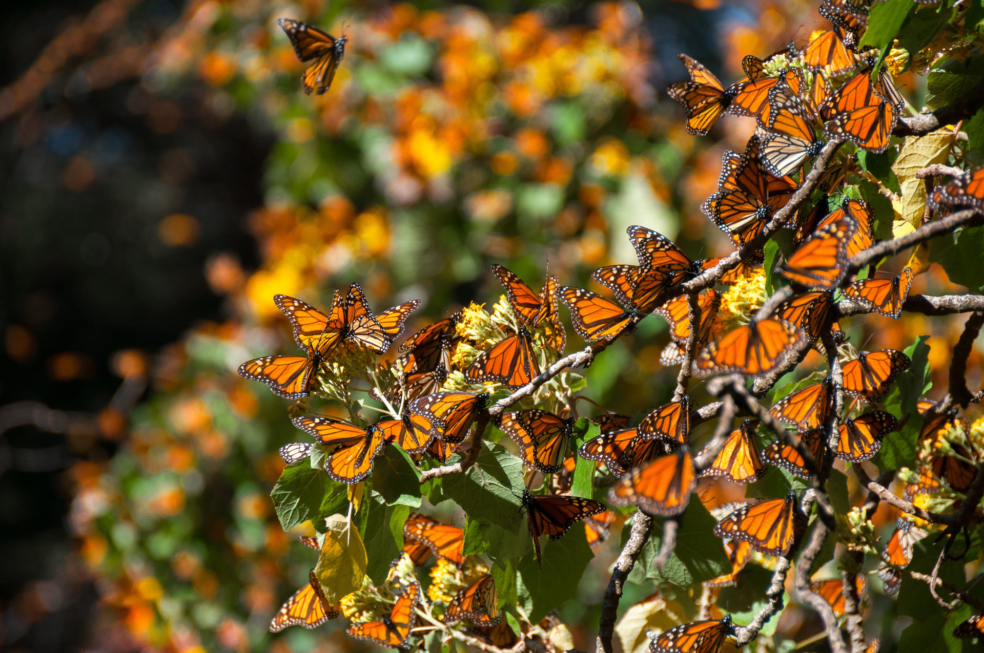 More Monarchs Wintered in Mexico