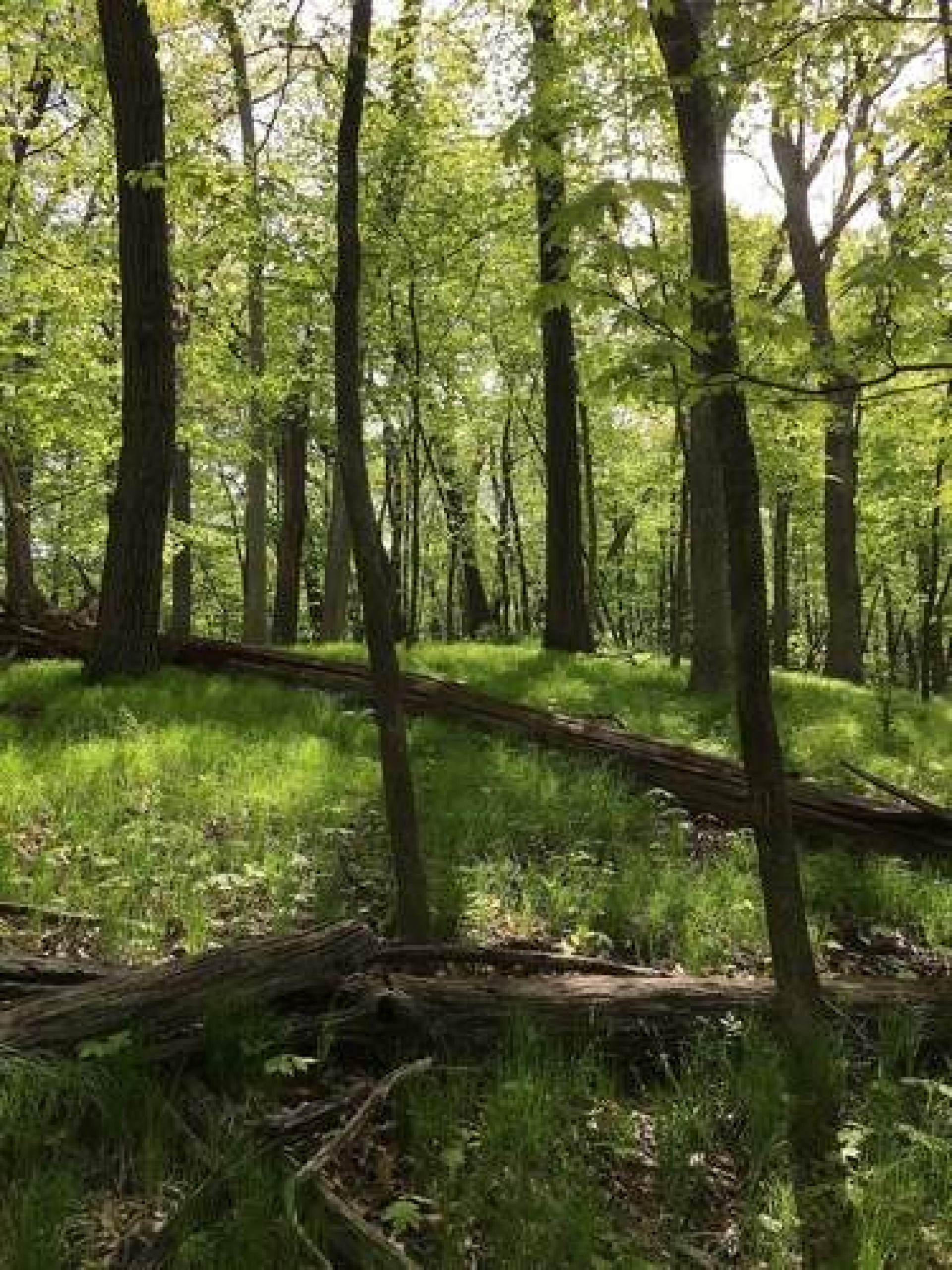 Replanting the landscape: Taking the long view of woodland recovery