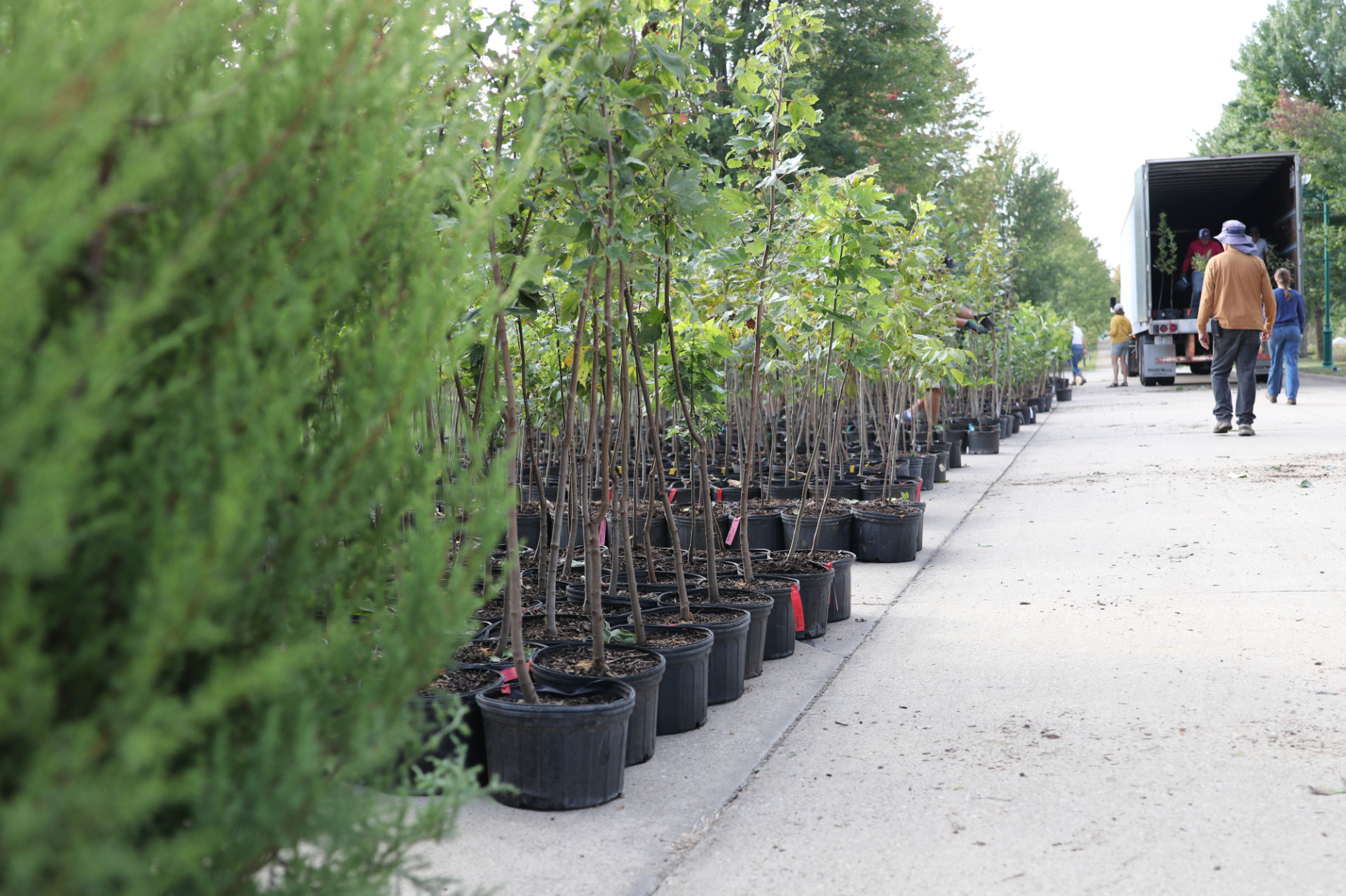 Planting Forward: A Tree Restoration Initiative