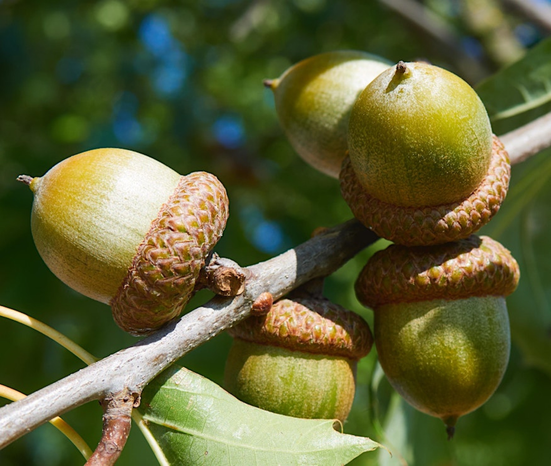 Mighty Acorn Society