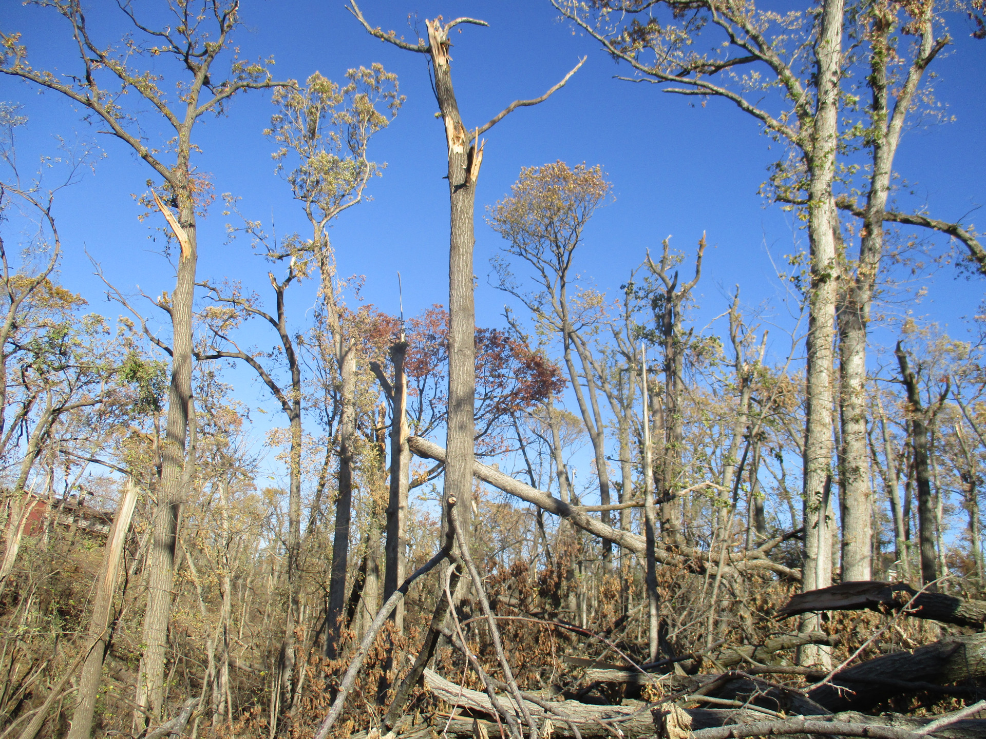 Replanting the landscape: Turn the derecho disaster into opportunity
