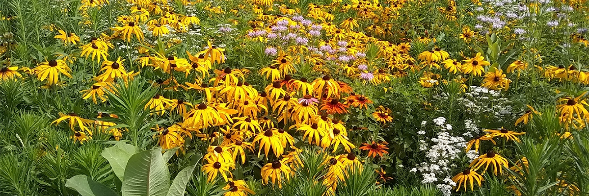 Goodbye Mowers, Hello Bees and Butterflies