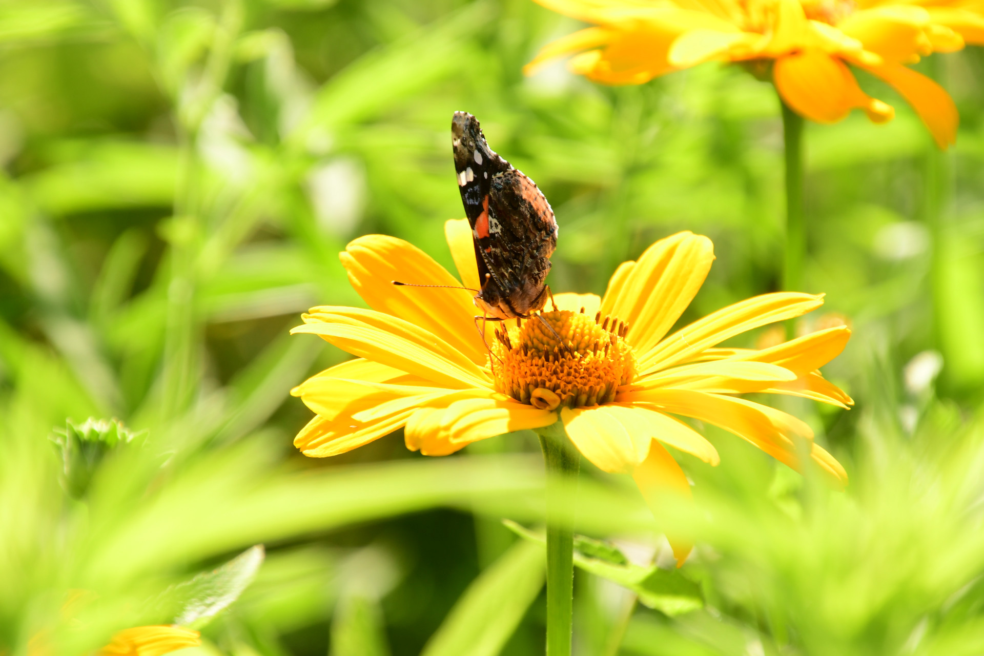 Backyard woodlands: An important forest resource