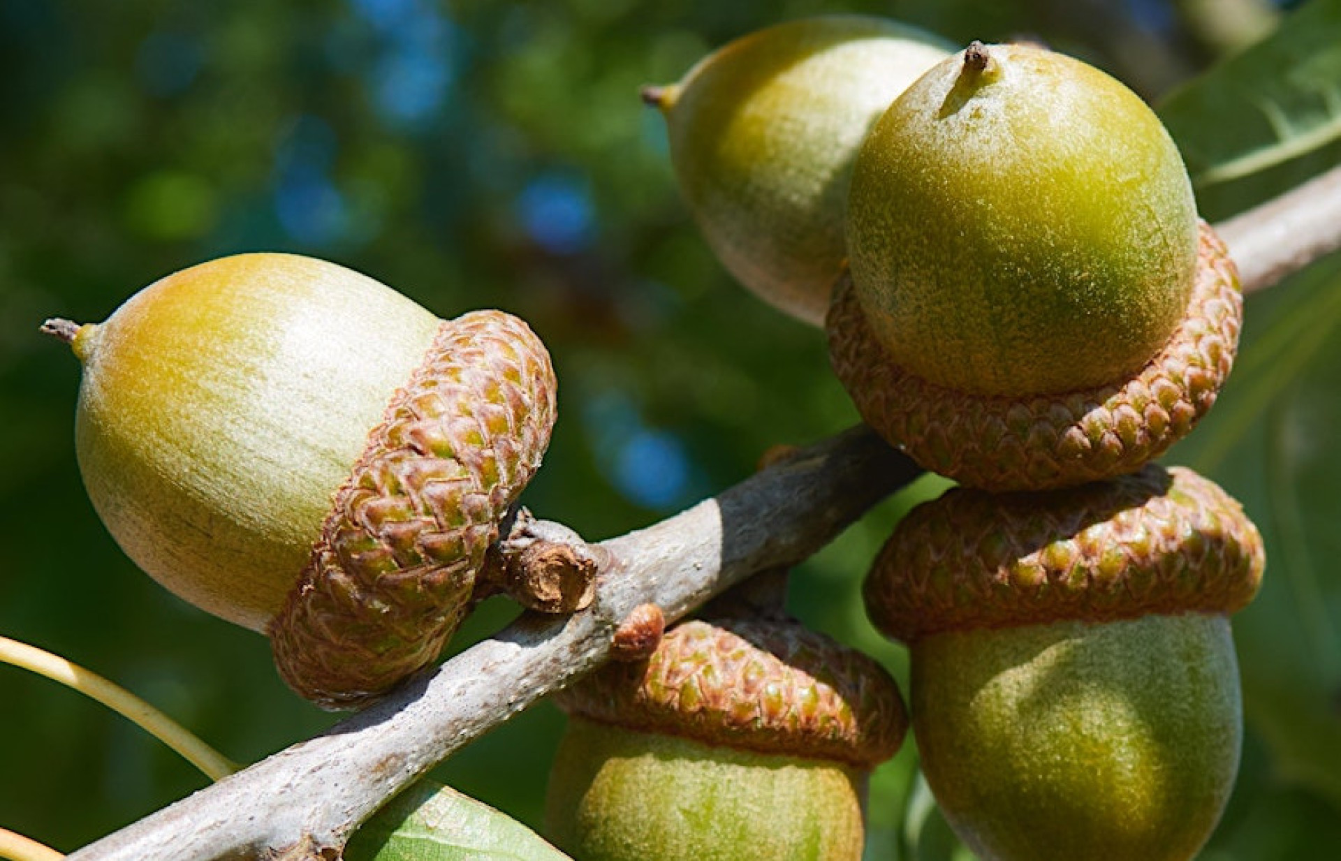 Acorn Hunting Guide