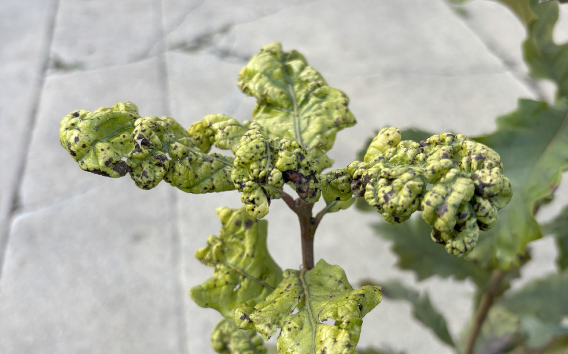 Understanding Galls on Oak Trees