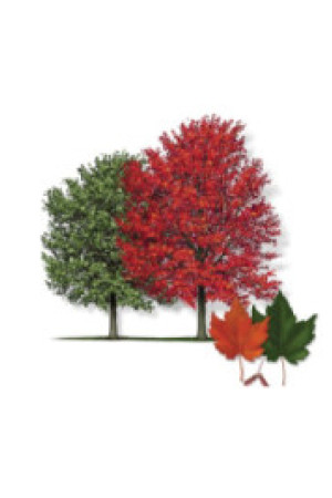 Native Red Maple