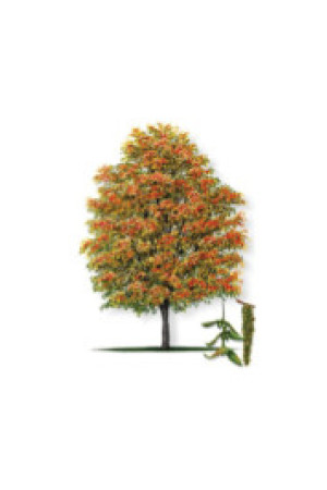 American Hornbeam