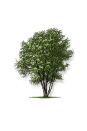 Black Willow