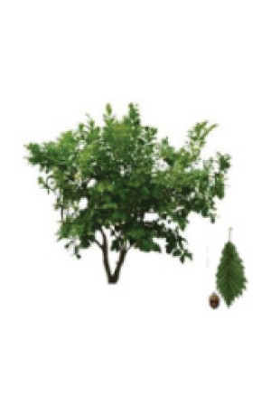 Dwarf Chinkapin Oak