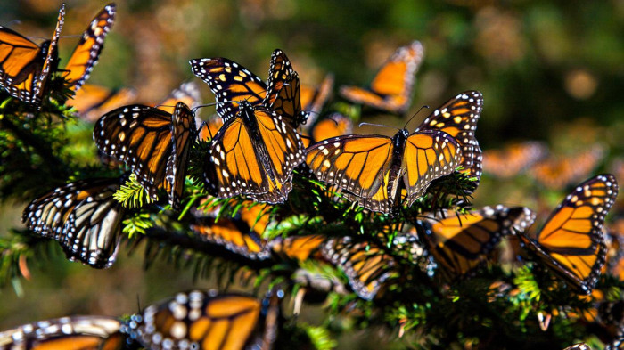 Orange Alert: Save the Monarchs