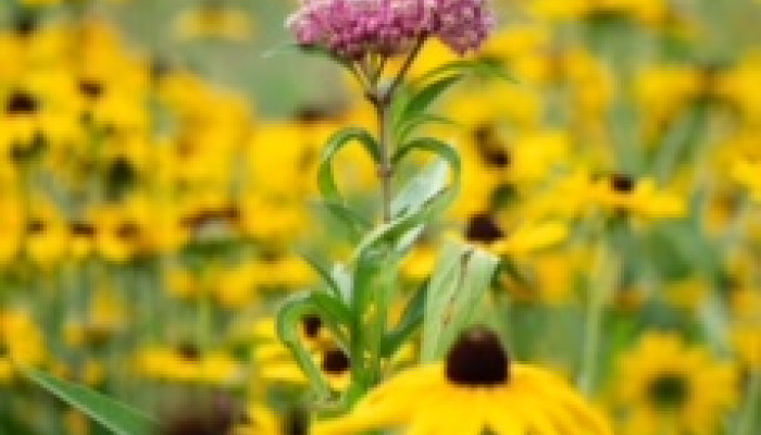 Young Prairie Becomes Dazzling Pollinator Zone