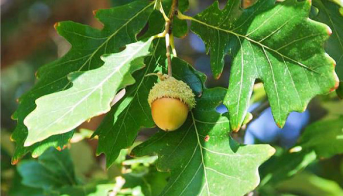 Turn acorns into oak trees