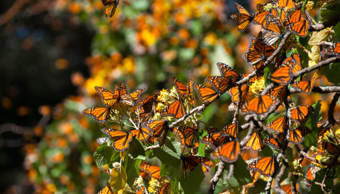 More Monarchs Wintered in Mexico