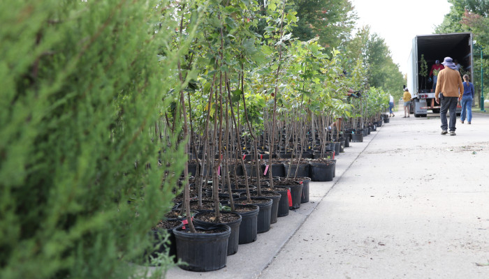 Planting Forward: A Tree Restoration Initiative