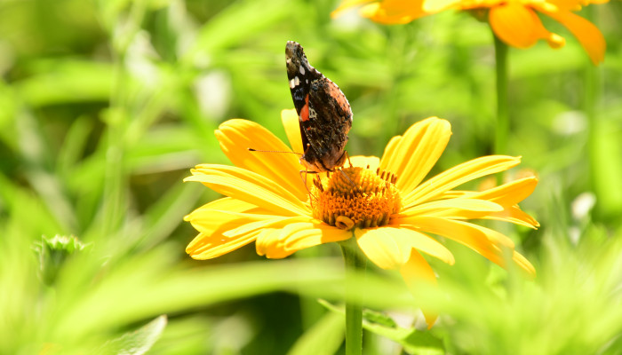 Backyard woodlands: An important forest resource