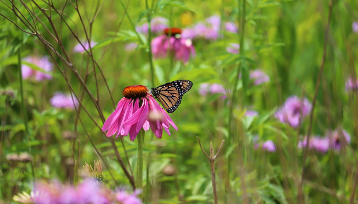 Growing Native Plants