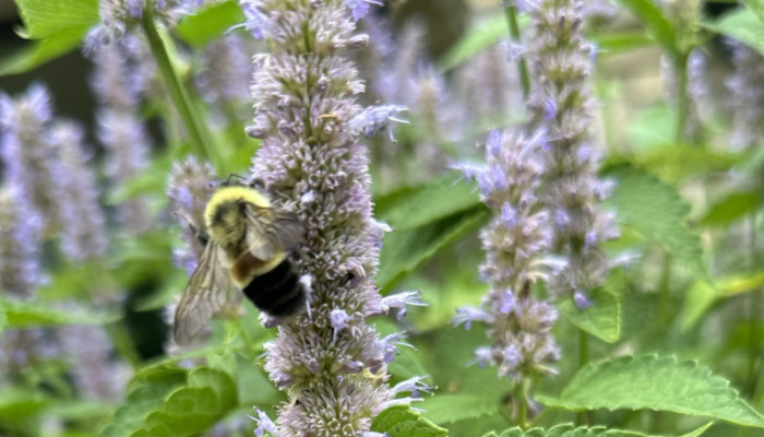 Federally Endangered Rusty Patched Bumble Bee Spotted at Monarch Research Station