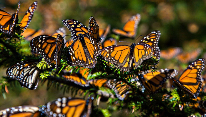 Orange Alert: Save the Monarchs