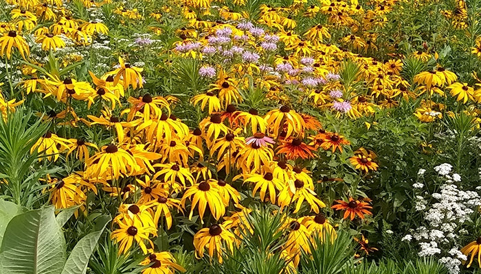 Goodbye Mowers, Hello Bees and Butterflies