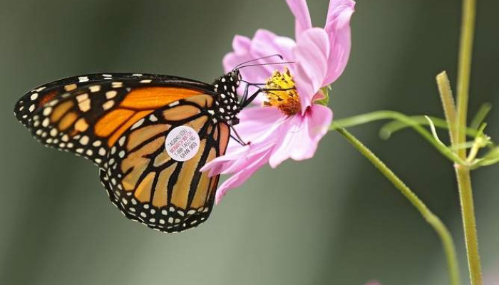 Cedar Rapids Gazette: Project: More monarch habitat on the way to Cedar Rapids