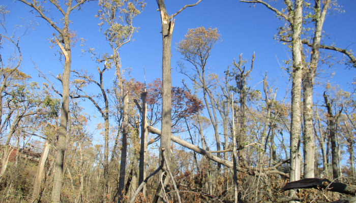 Replanting the landscape: Turn the derecho disaster into opportunity