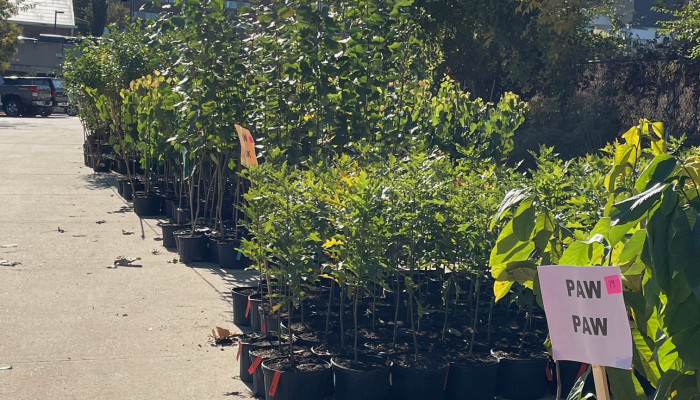 QTS Advances Cedar Rapids' Tree Canopy Restoration