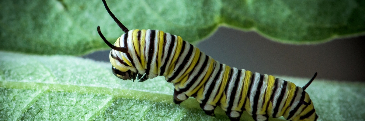 Live Caterpillar Kit -- Monarch