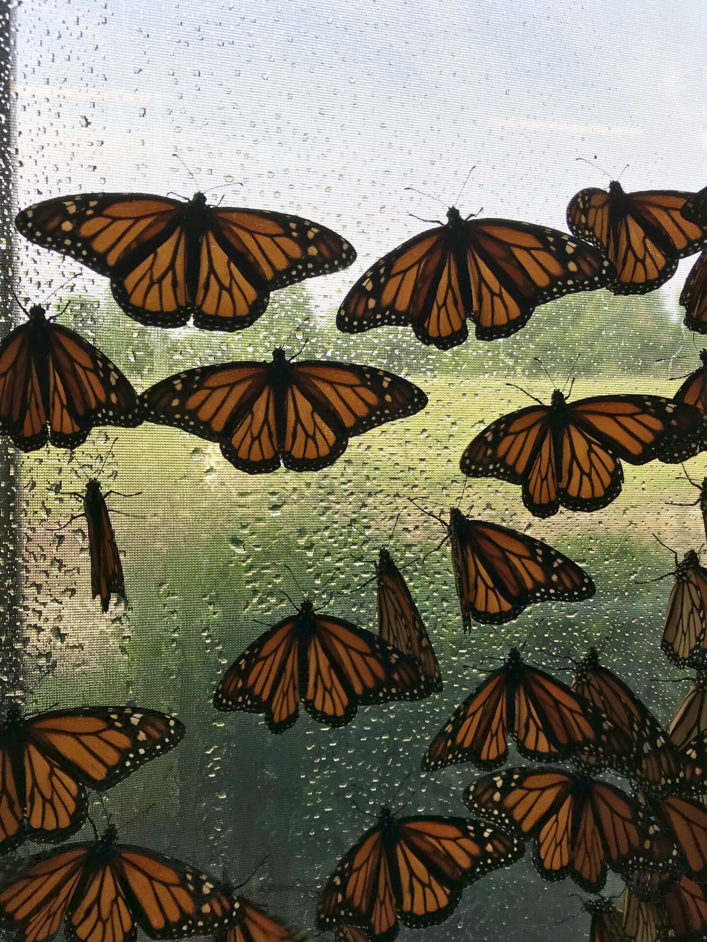 Monarchs in BioTent