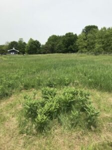 Milkweed plot ready for BioTent