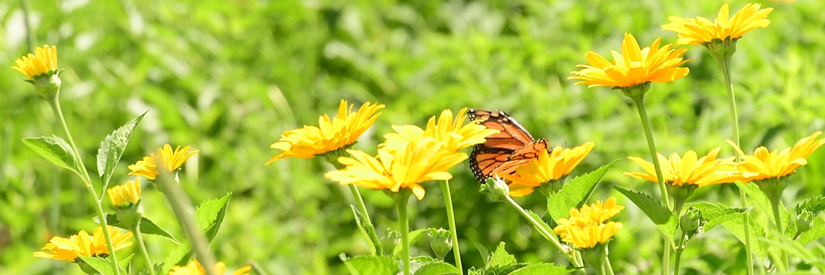 Monarch Pollinator Zones