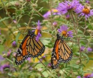 asters with monarchs