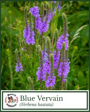Blue Vervain - Pollinator Zone Seed Mix