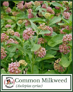 Common Milkweed - Pollinator Zone Seed Mix