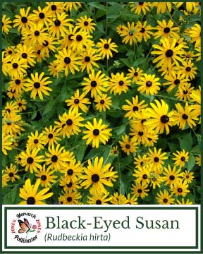 Black-Eyed Susan - Pollinator Zone Seed Mix