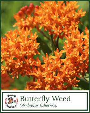 Butterfly Weed - Pollinator Zone Seed Mix