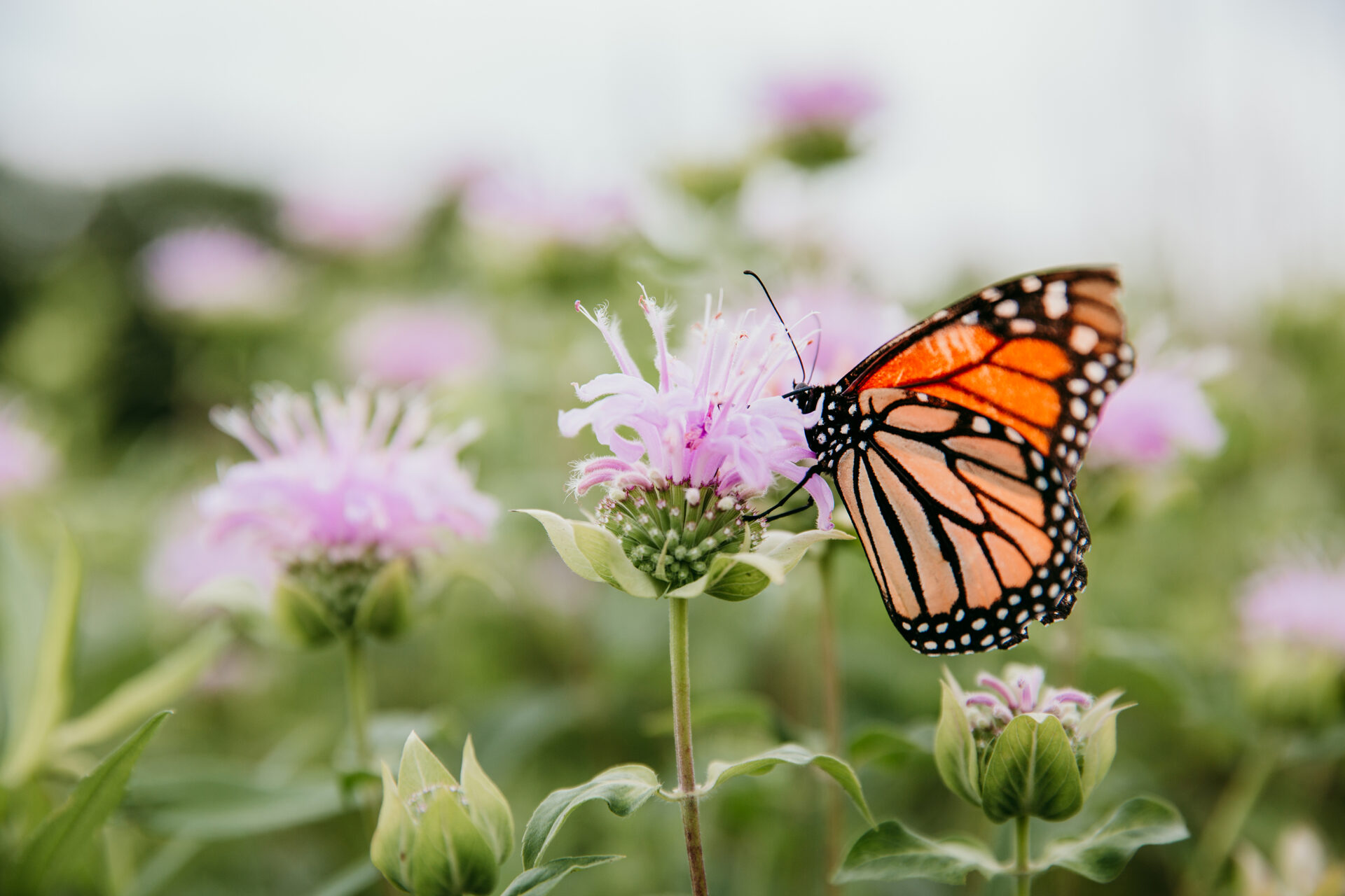 Monarch on Pollinator
